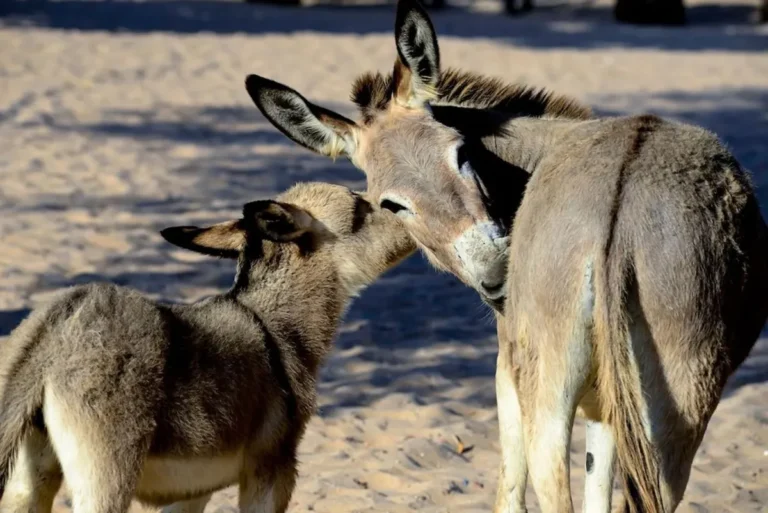 População de jumentos no Brasil caiu 94% até 2024 e soma 78 mil