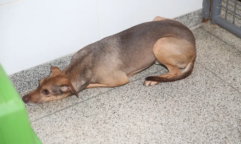 Fazer tatuagem ou piercing em pets por estética vira crime no Brasil