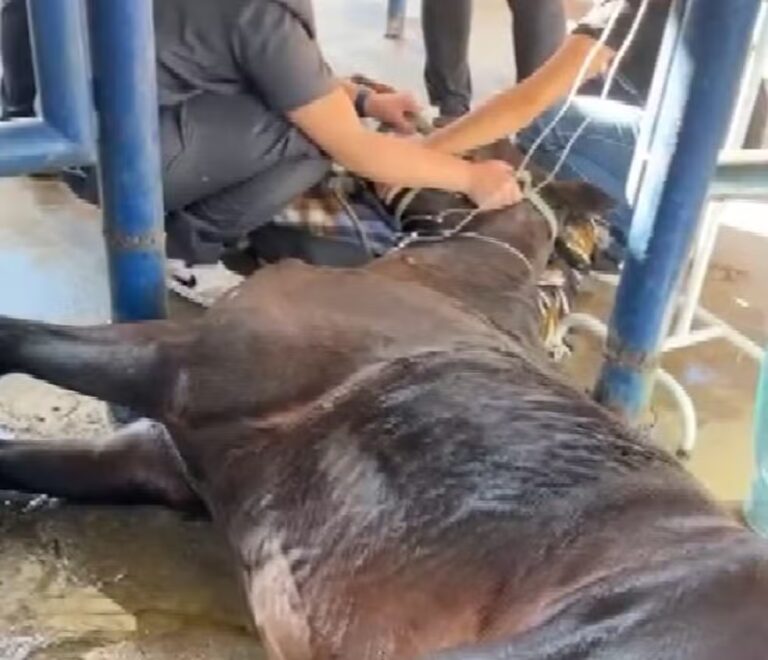 Ração investigada provocou morte de 222 cavalos em todo o país, diz Ministério da Agricultura
